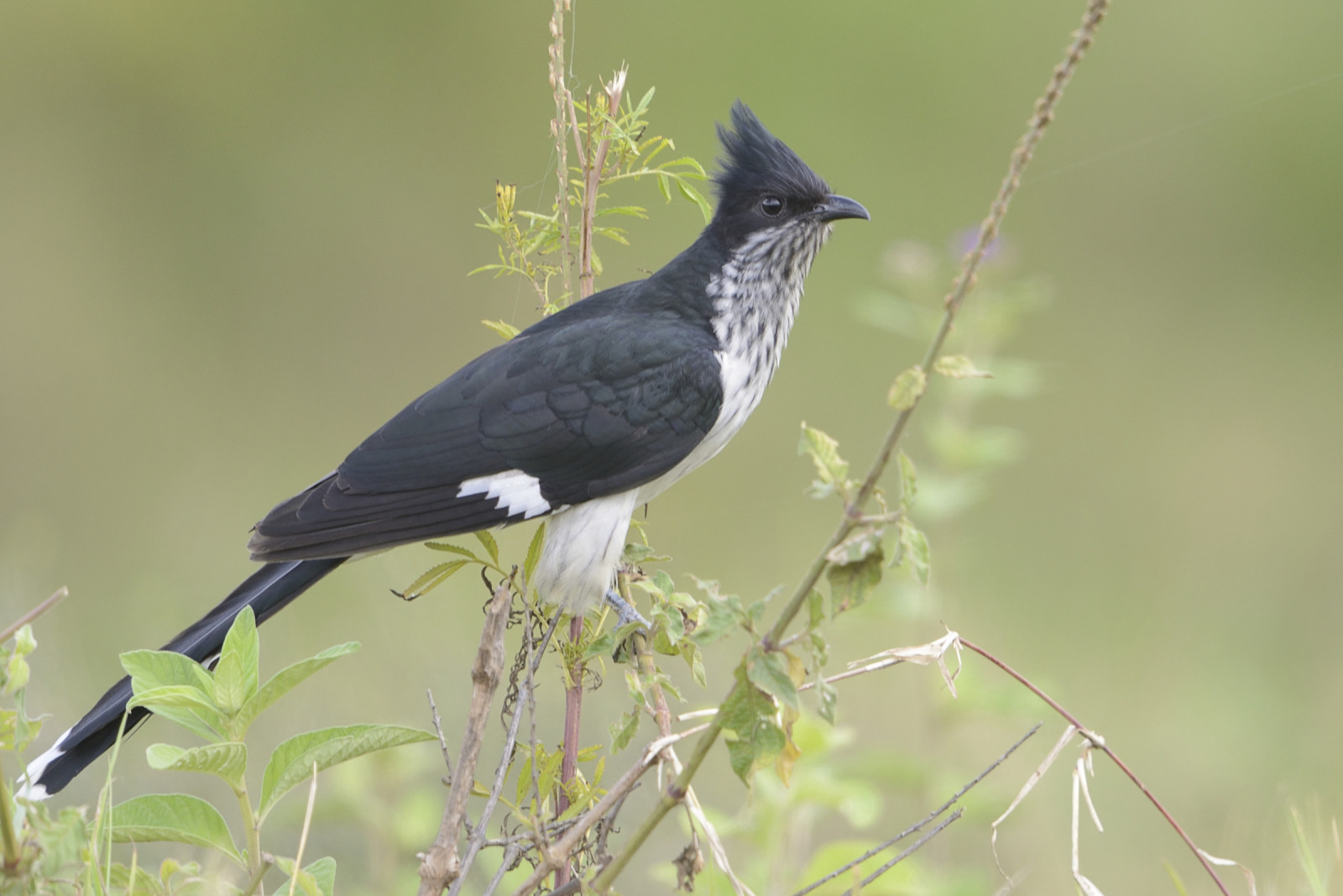 image Levaillant's Cuckoo